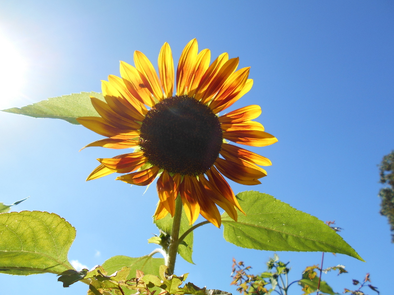 Tournesol.